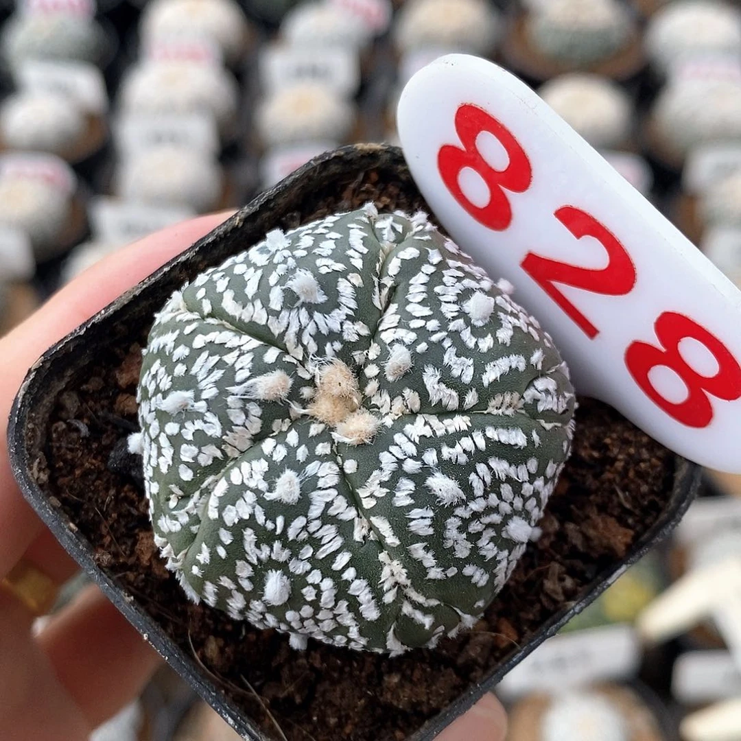 828五愣复愣福利来啦