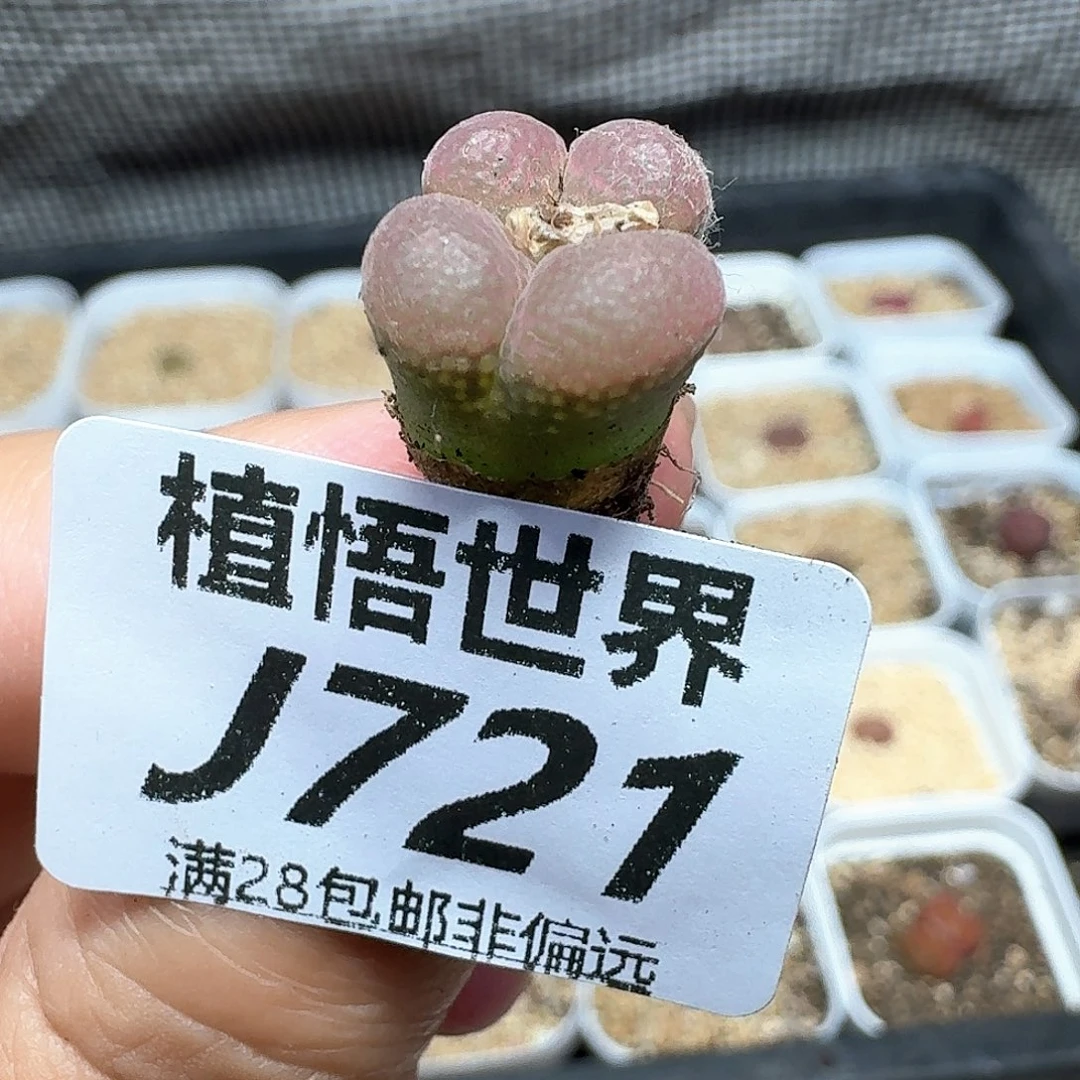 多肉植物的润泽额f g