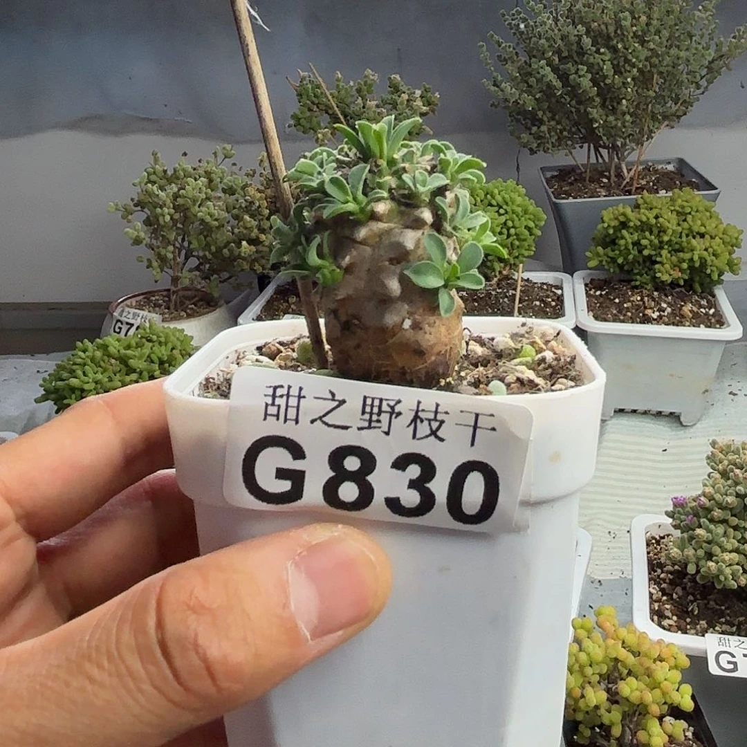 ?*吉830菠萝多肉植物