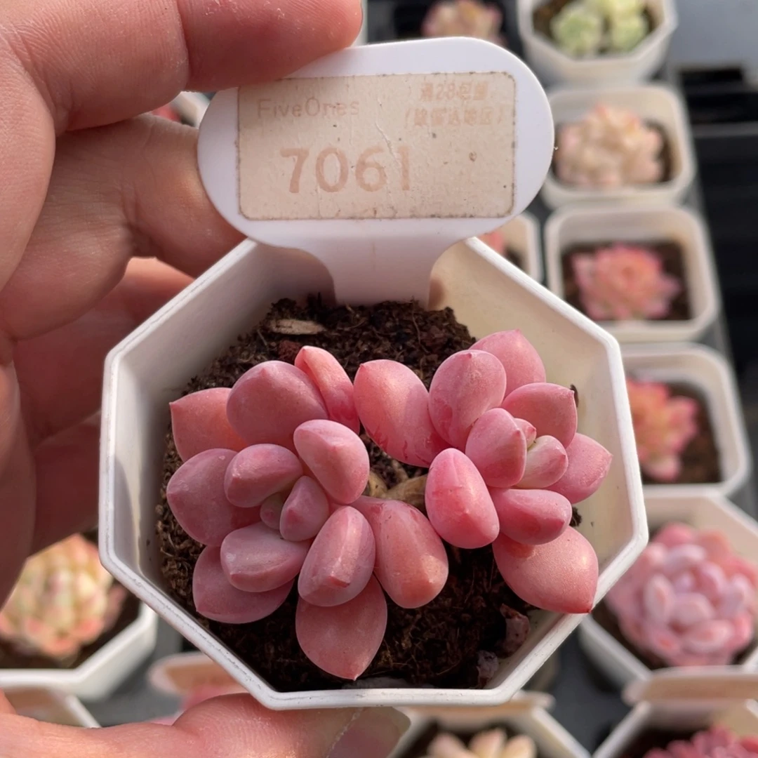 白鹭7061-6.0厘米