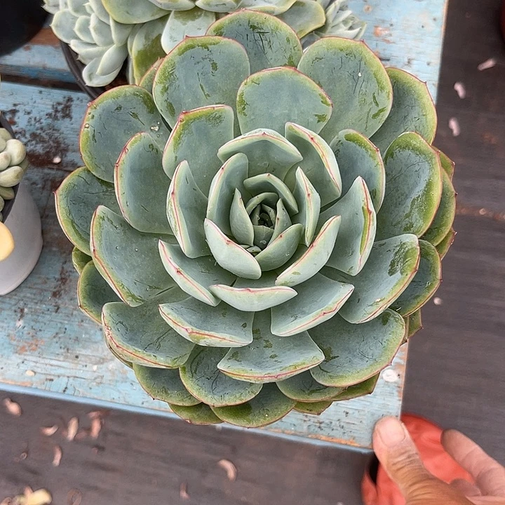 晨语多肉，一物一拍晨露