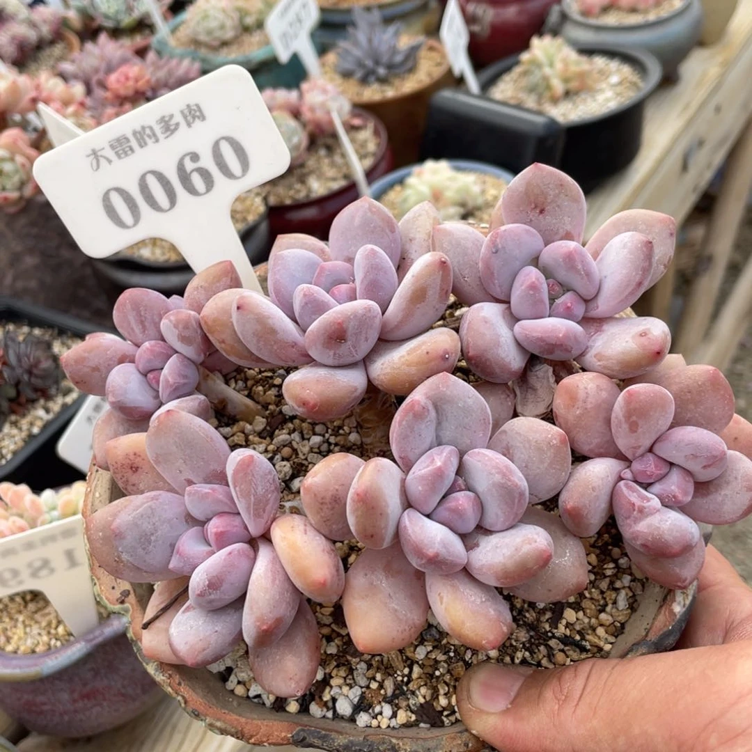 0060香水不带盆15厘米