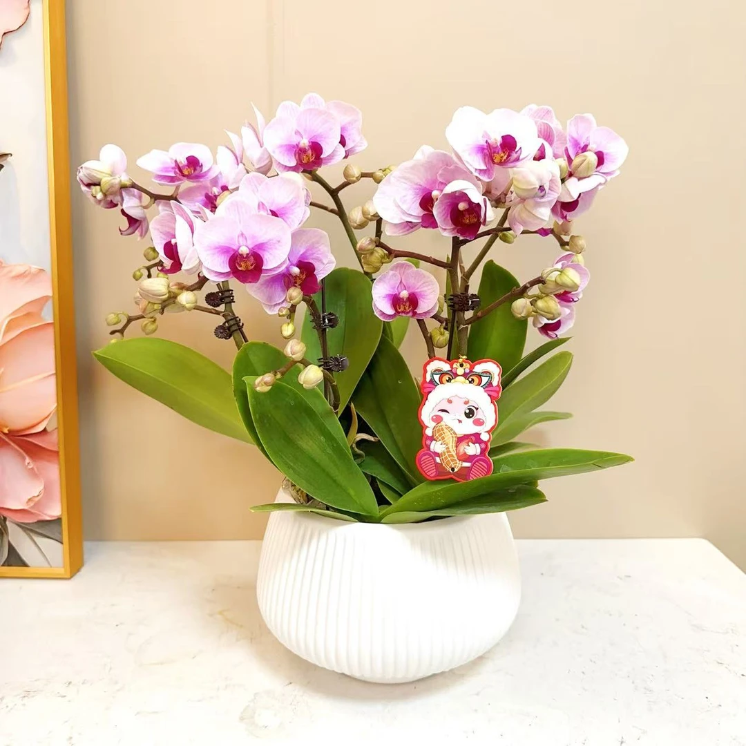 A+级【宝贝】精品 蝴蝶兰