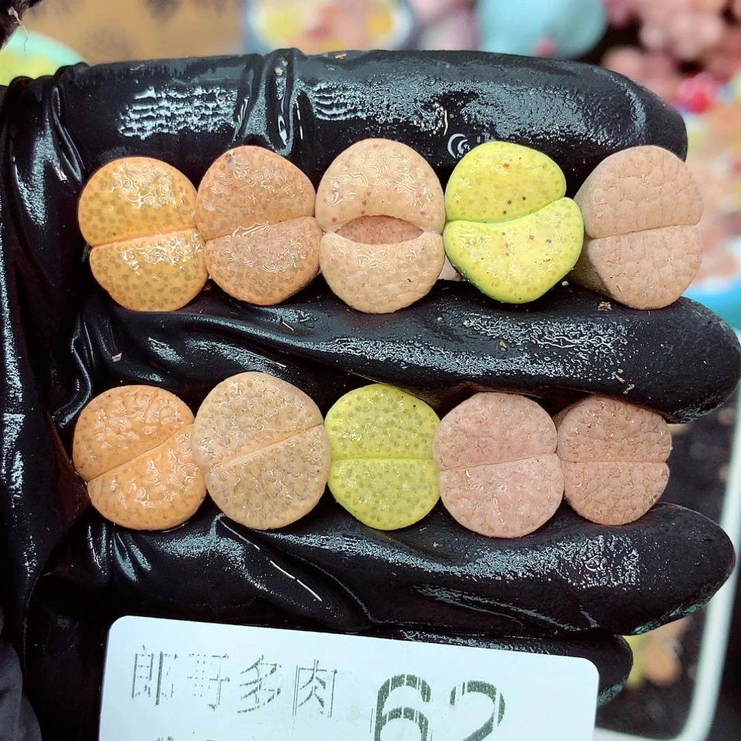 郎哥多肉生石花11-62