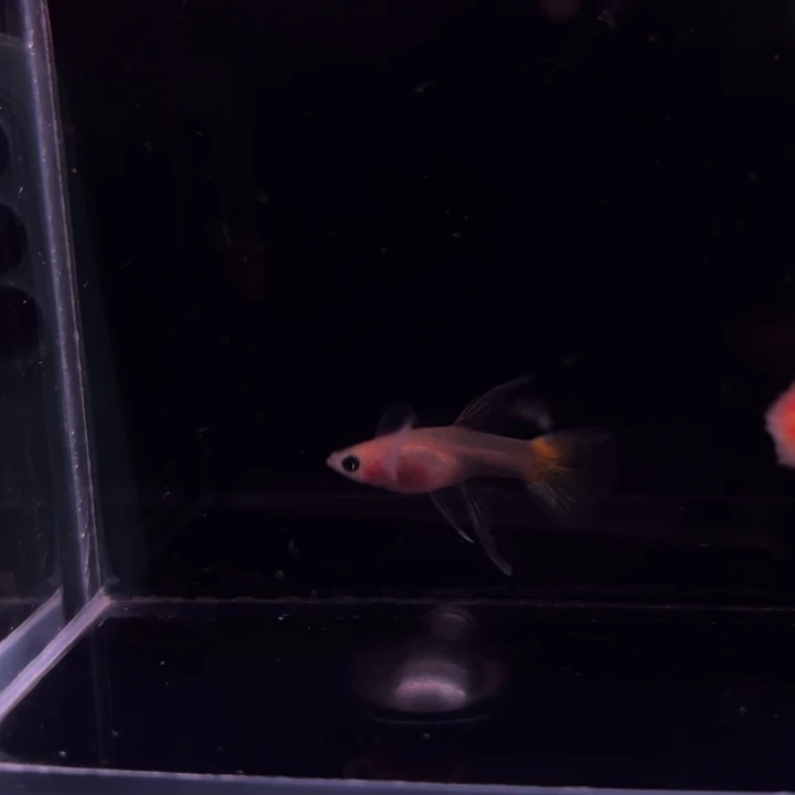孔雀鱼日落玻璃猫大C1对