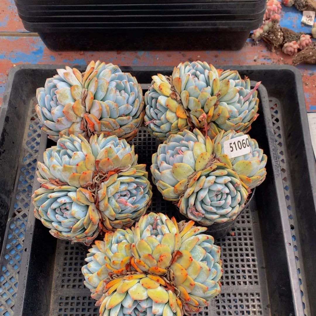 51060嗯嗯嗯加油呀嗯嗯不错