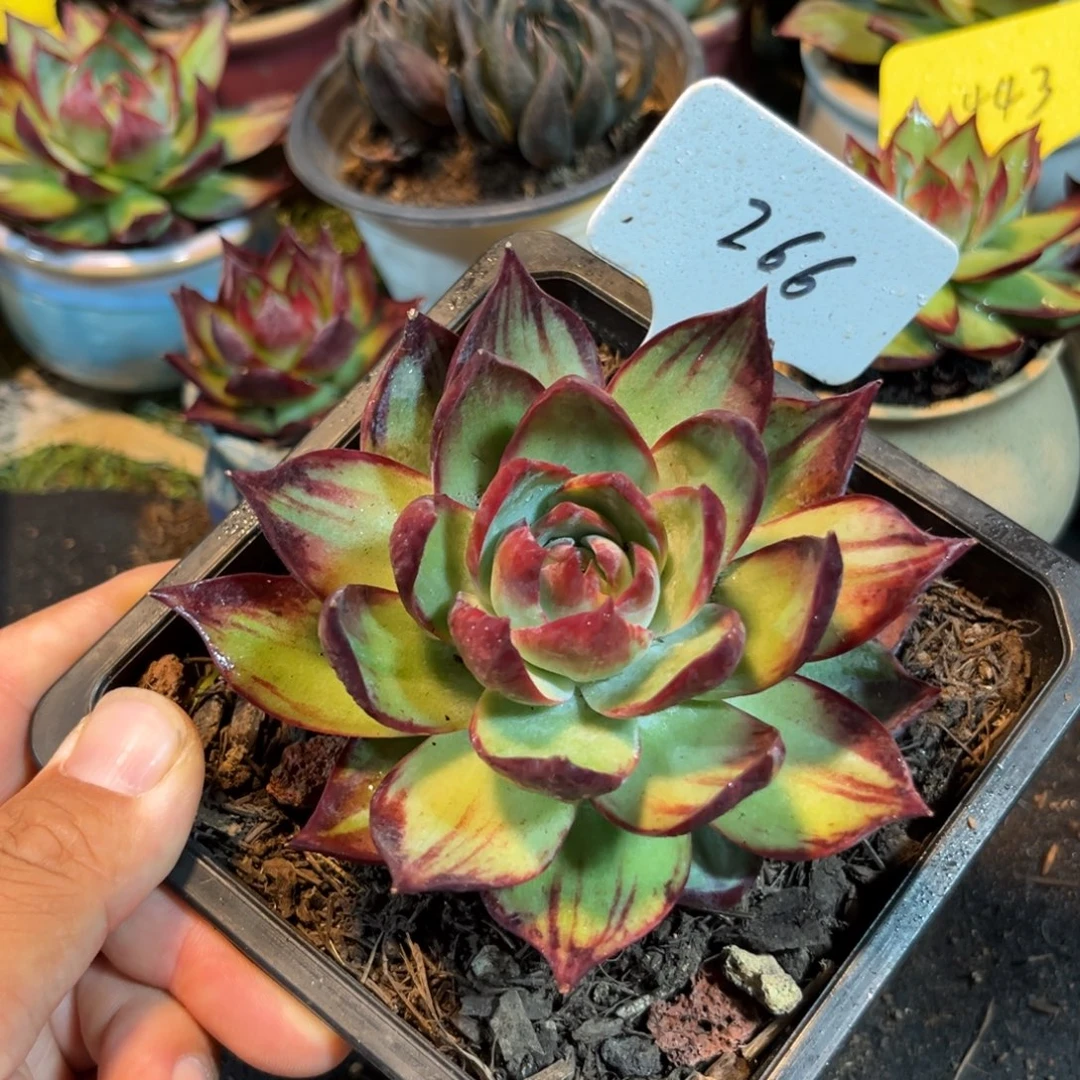 惊鸿一物一拍包装收缩花旱266