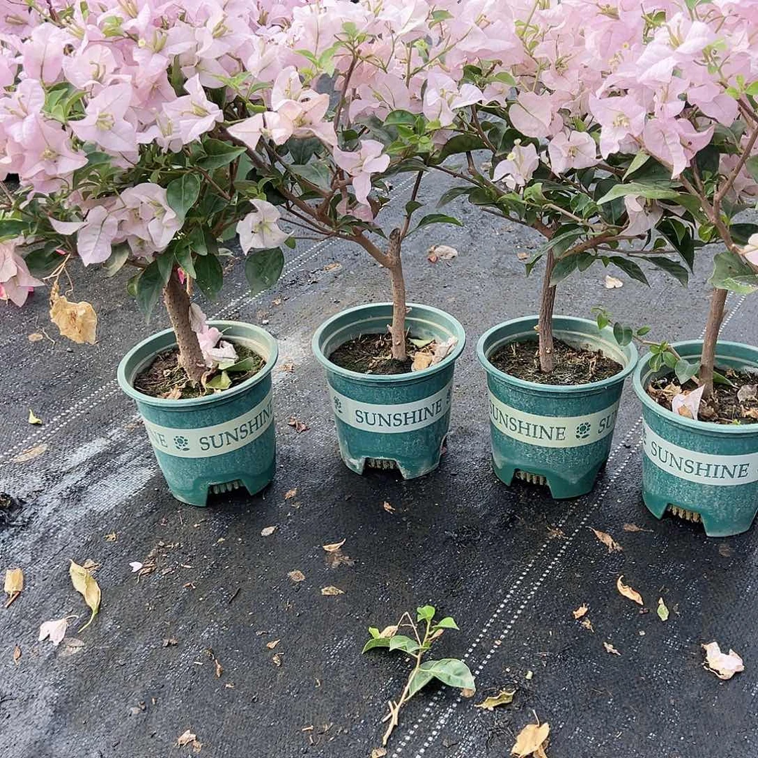 大部分花苞少量开放苹果花掌中宝一颗