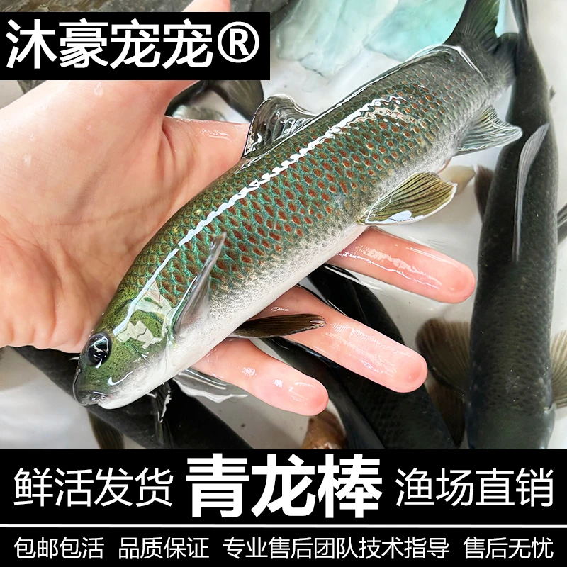 沐豪宠宠【运营推荐】青龙棒鱼沉香鱼桂华鲮淡水塘水库水产养殖