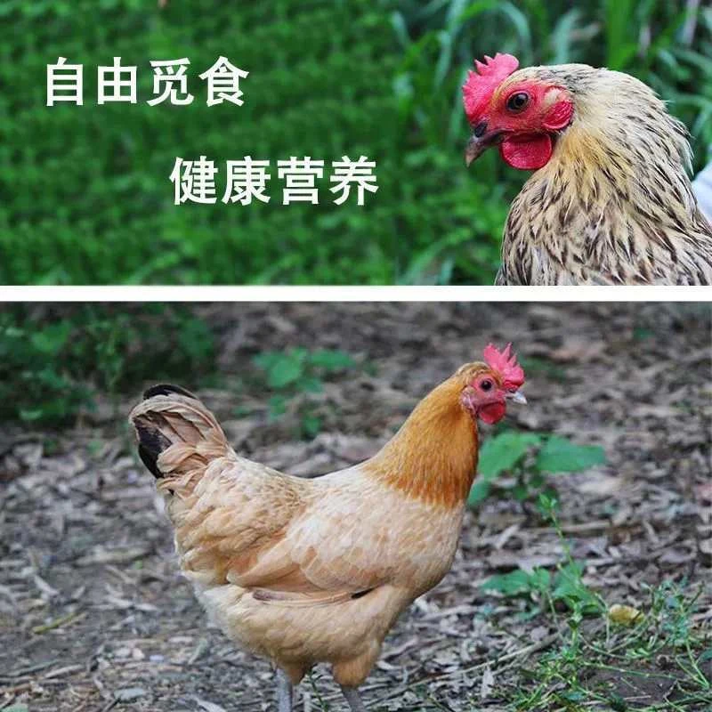 滨海老家散养老母鸡