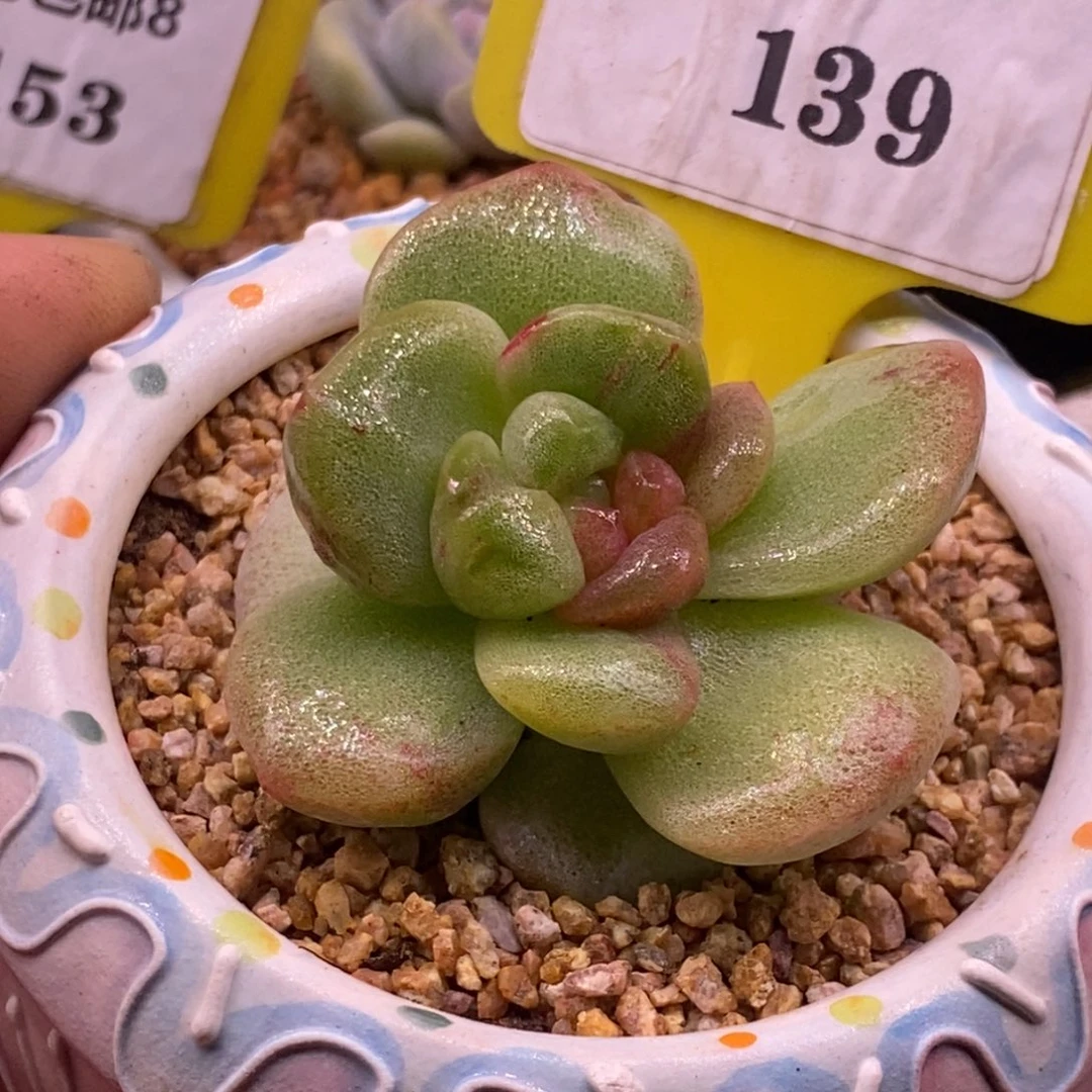 8139冰玉石化带锦的