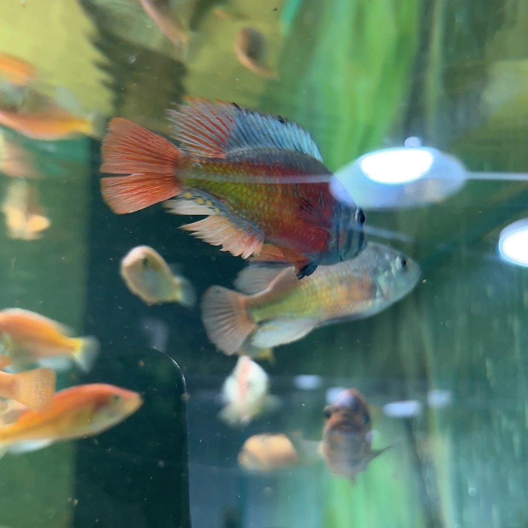 闯***啦慈鲷火红乌干达17H一条