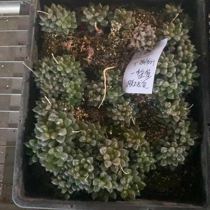 小****爱847。 一整筐楼兰。  下播福利。