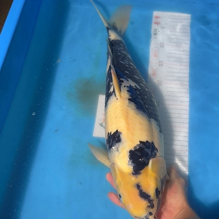 锦鲤大日超级怪兽白写母带卵