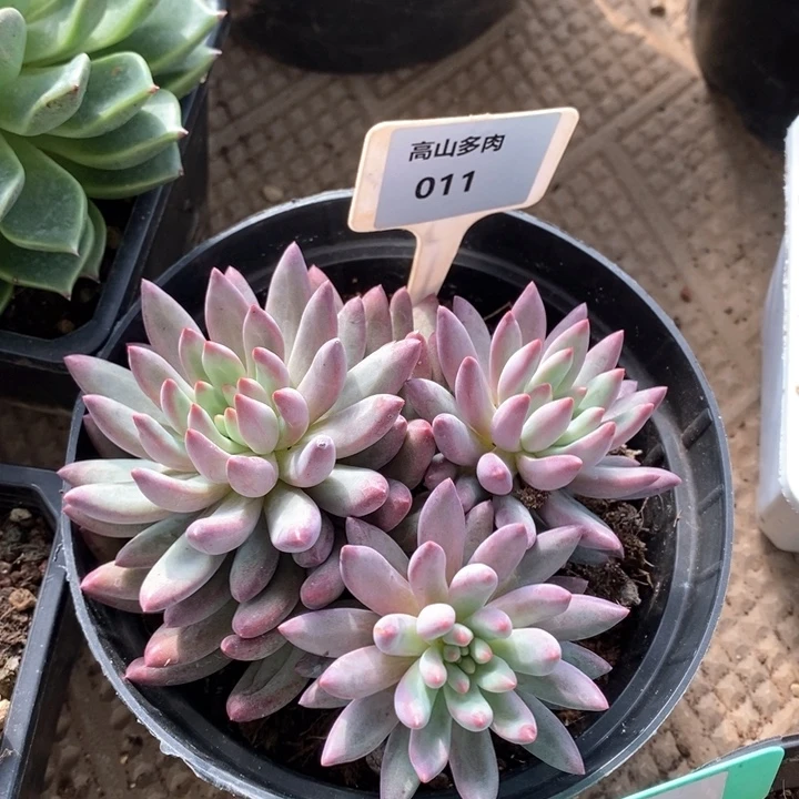 D011- 直播福利 虞美人