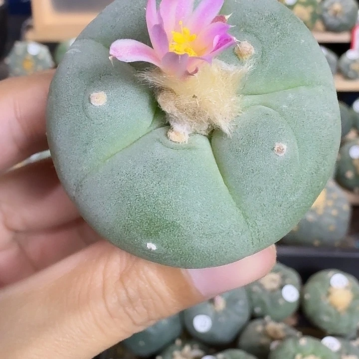 完全开放实生大忧泰系园艺观赏植物