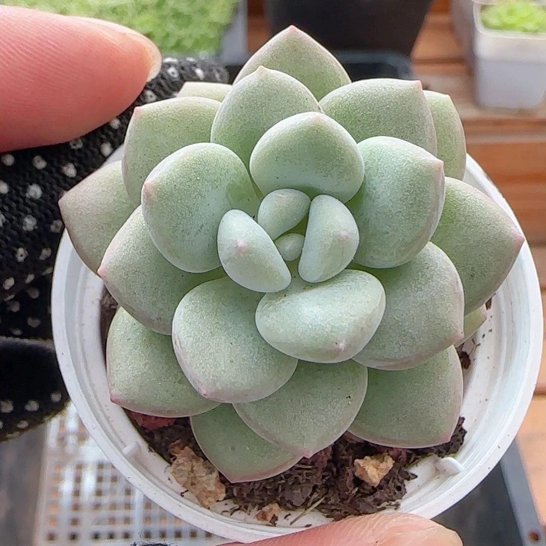 多肉0813-148泡泡糖