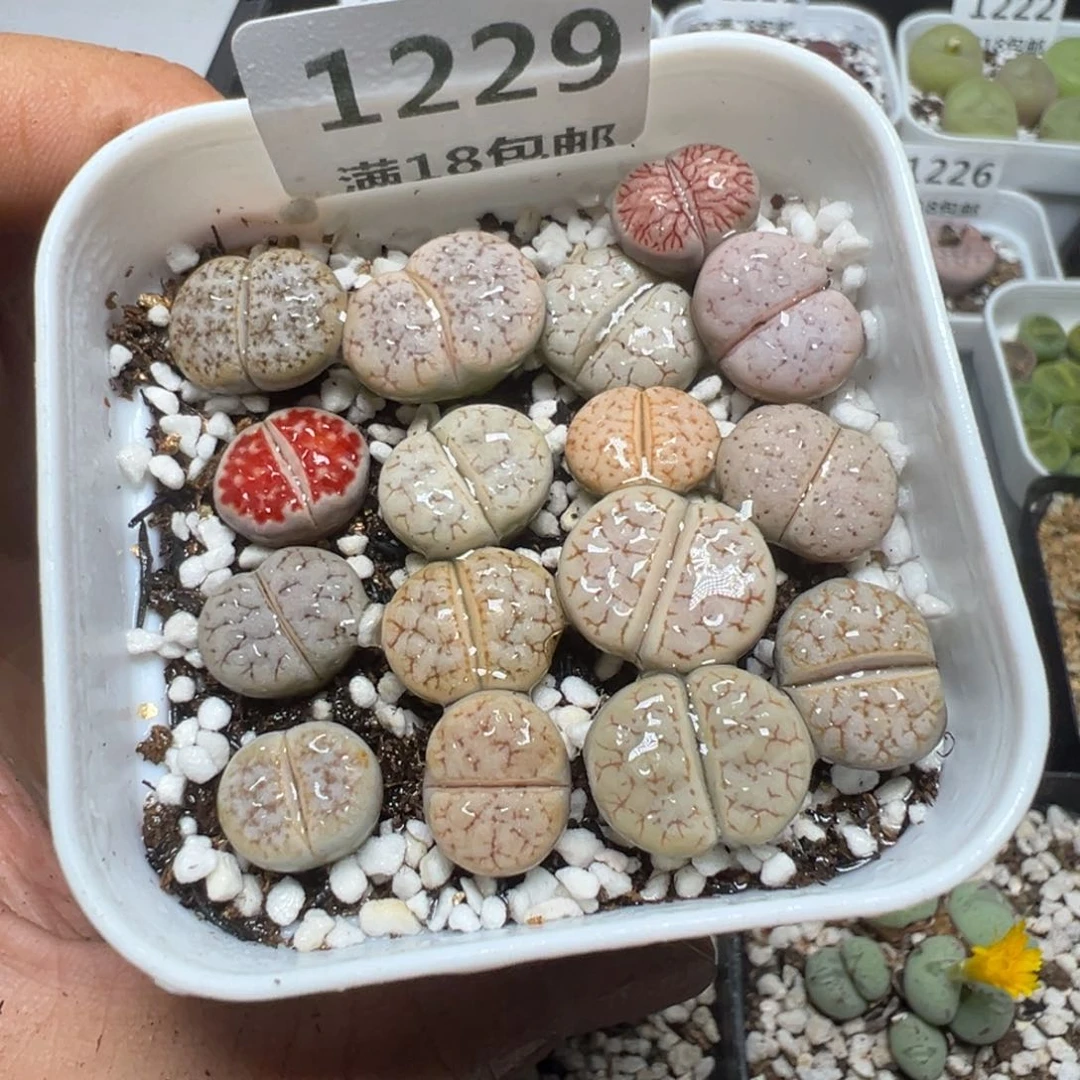 【闪购商品】 1229。
