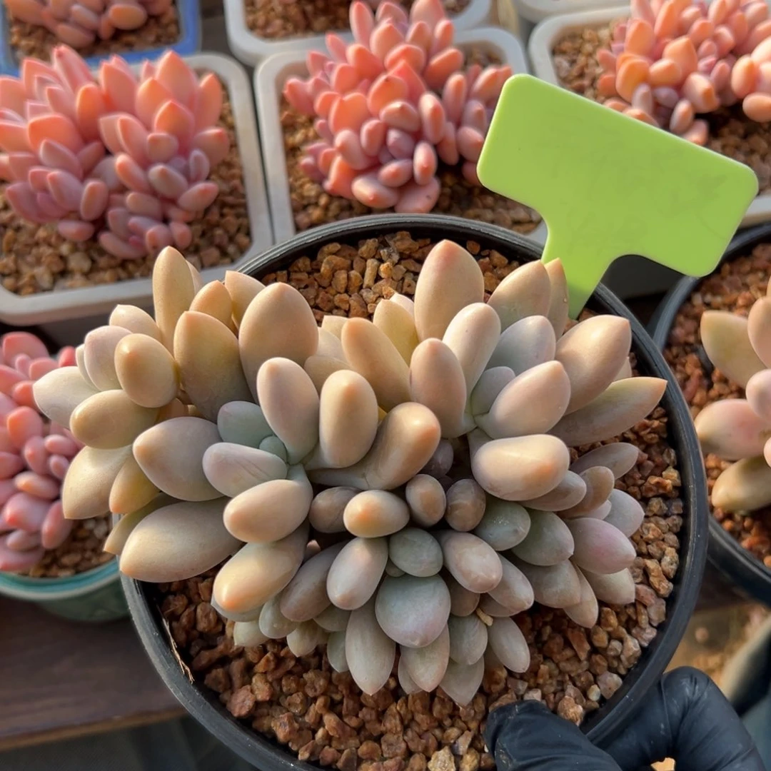 10头原始虞美人11111111111