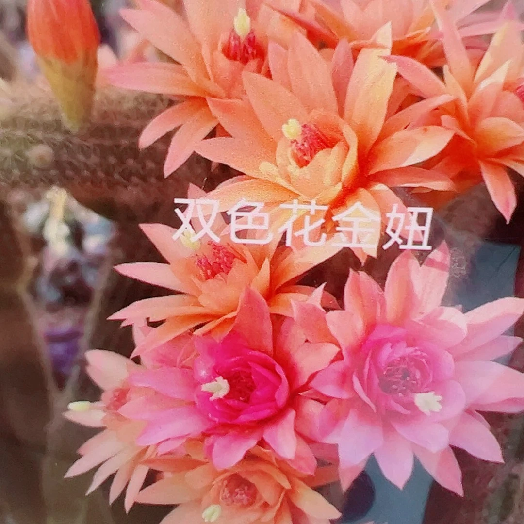 金妞 双色 侧芽 满 20包邮
