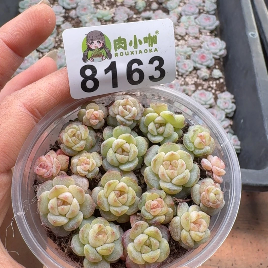 多肉植物多肉植物