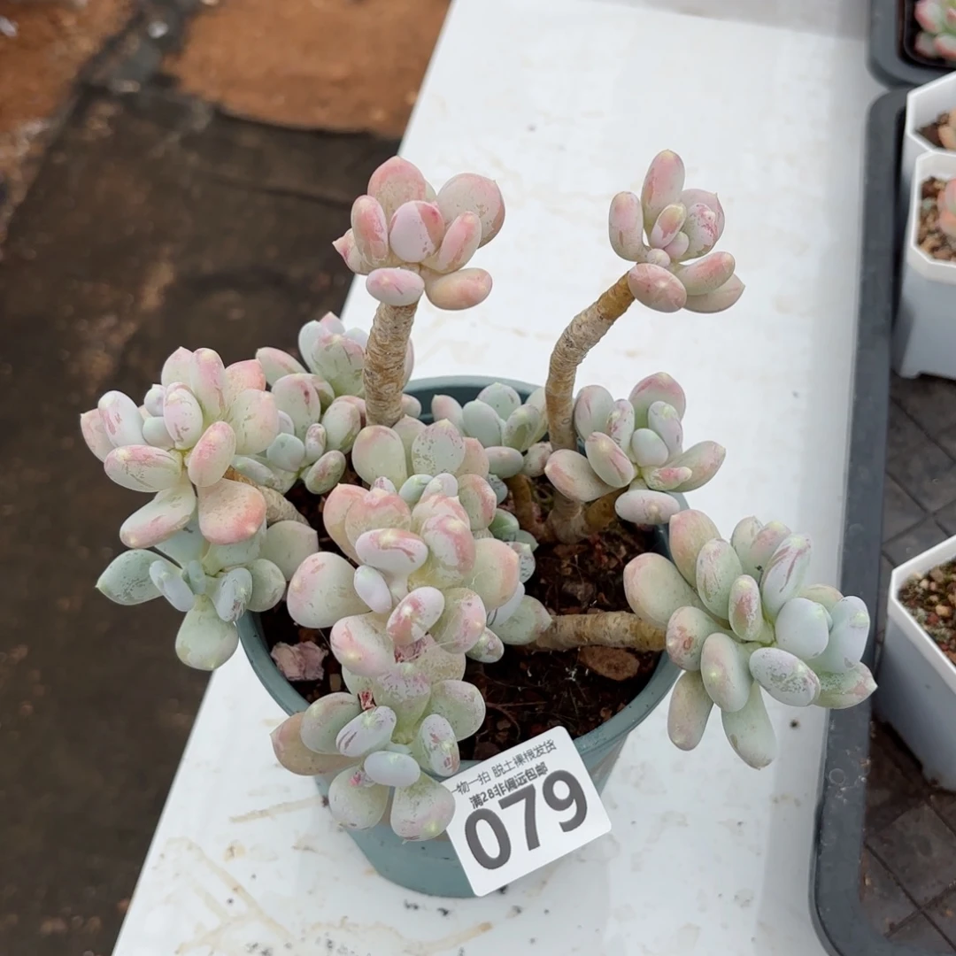 苹果奶老桩无盆土发货
