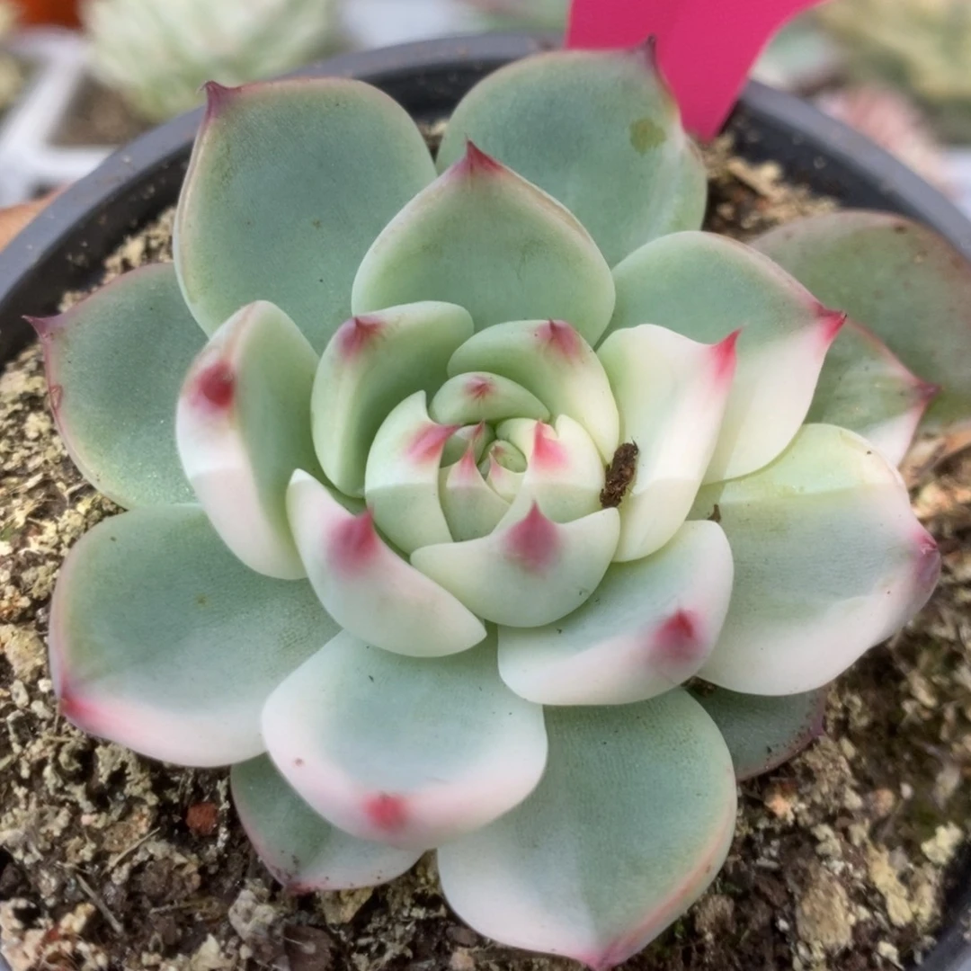 382锦锦锦锦锦锦锦锦