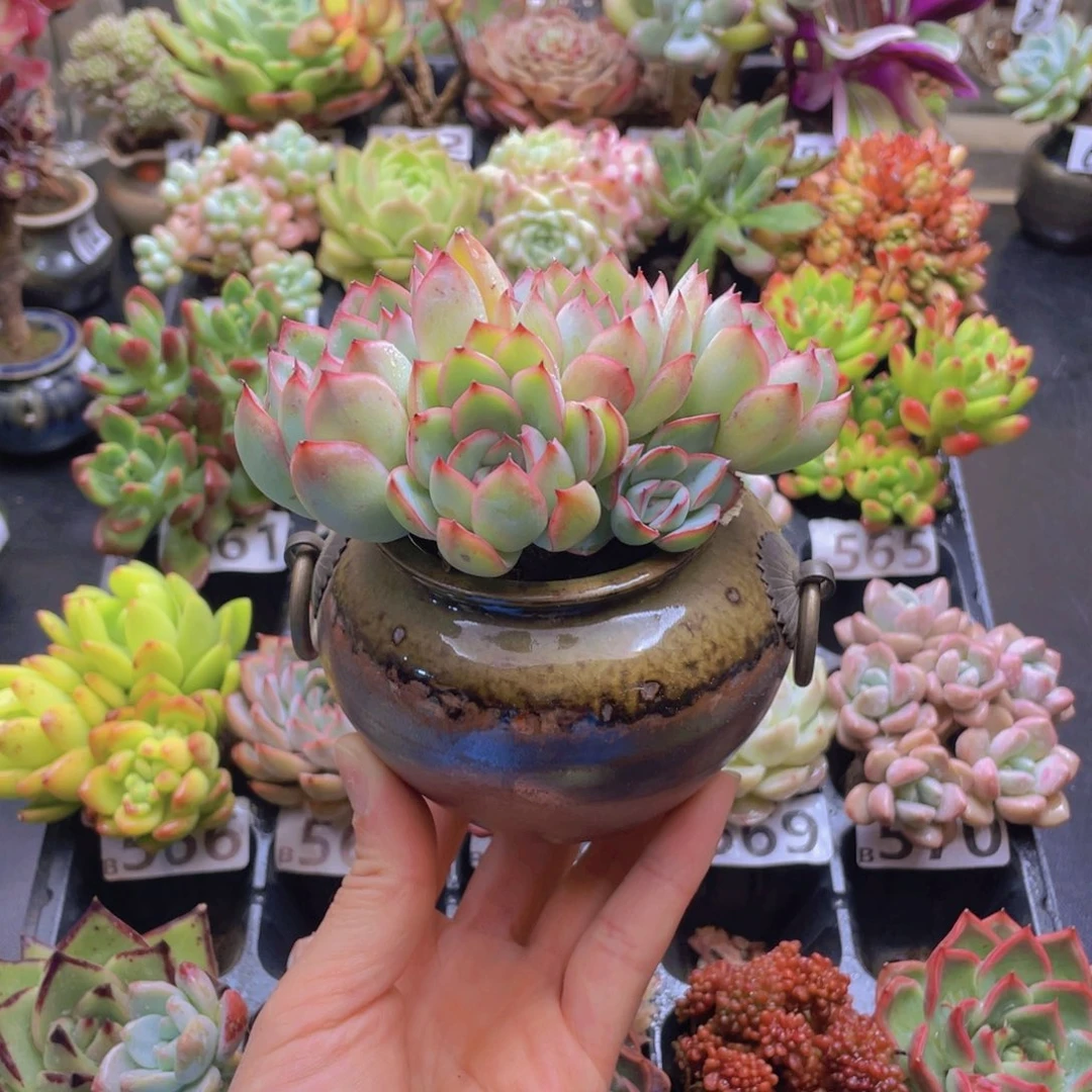 m***o花器花器花器花器