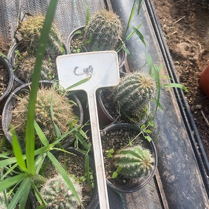 天***】C49毛花柱实生的20的
