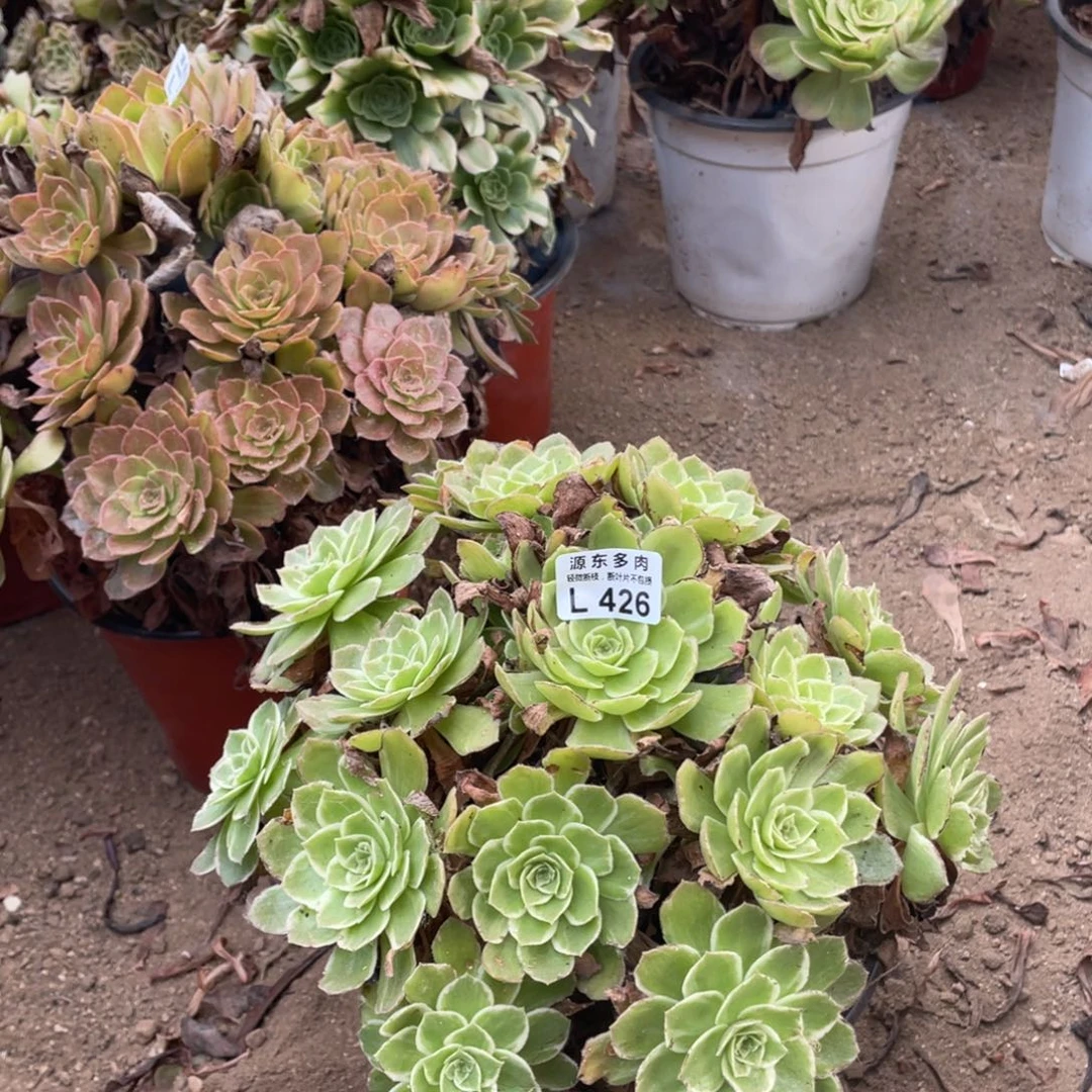 426万彩灯多肉法师断枝不包