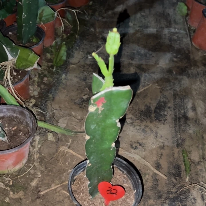 苍***穹当前无花栽培后可以开花黄羽毛32