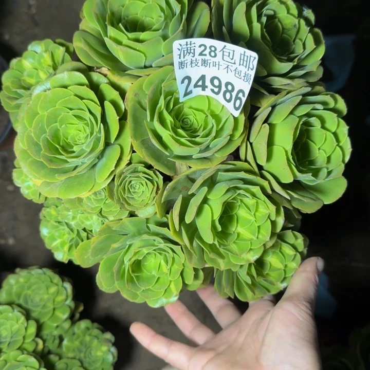 24986南琉璃多肉植物