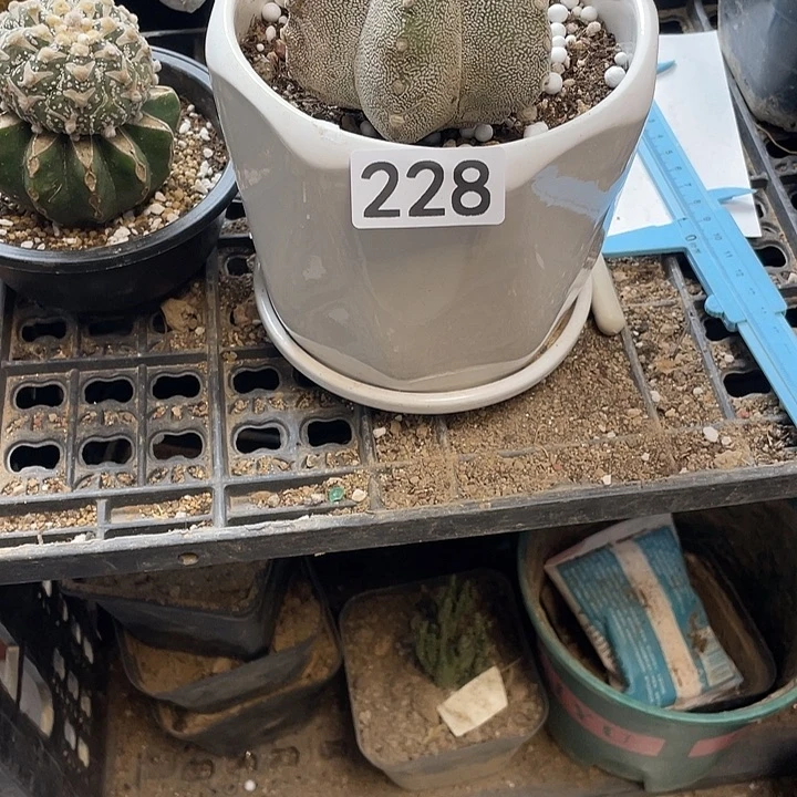 仙人球228号球草球