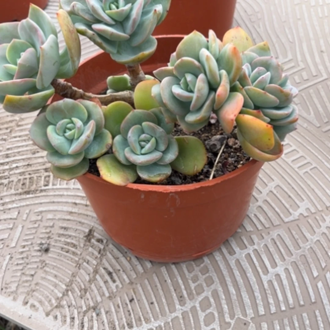 【闪购商品】徐*白凤