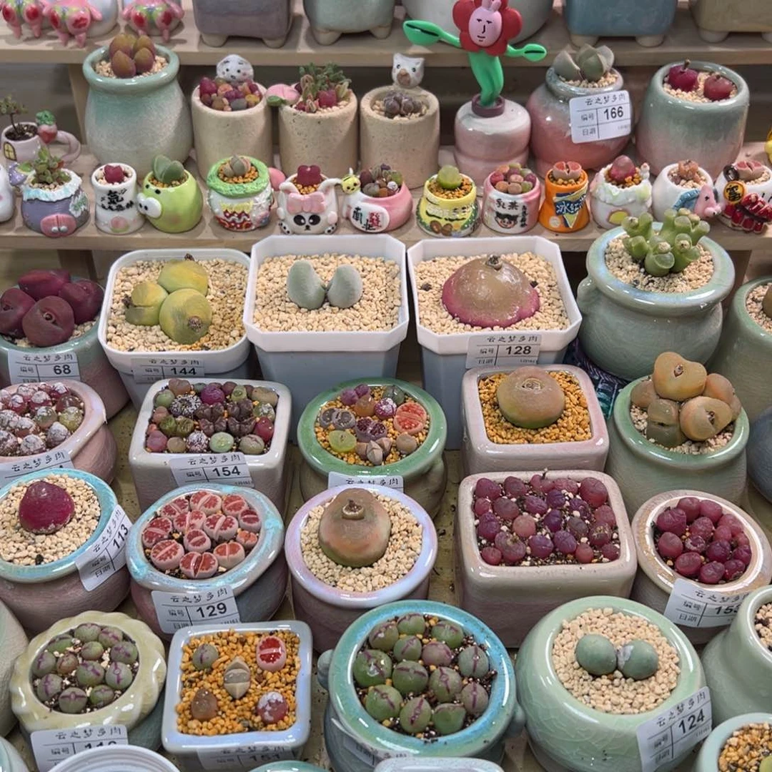 贾***小多肉鸽子蛋少将灯泡10元塑料盆