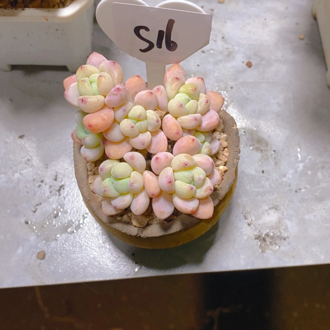 我***好劳尔罗琦群多肉植物