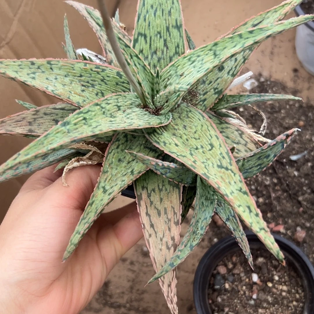 在啊呃呃呃呃呃呃呃呃呃呃