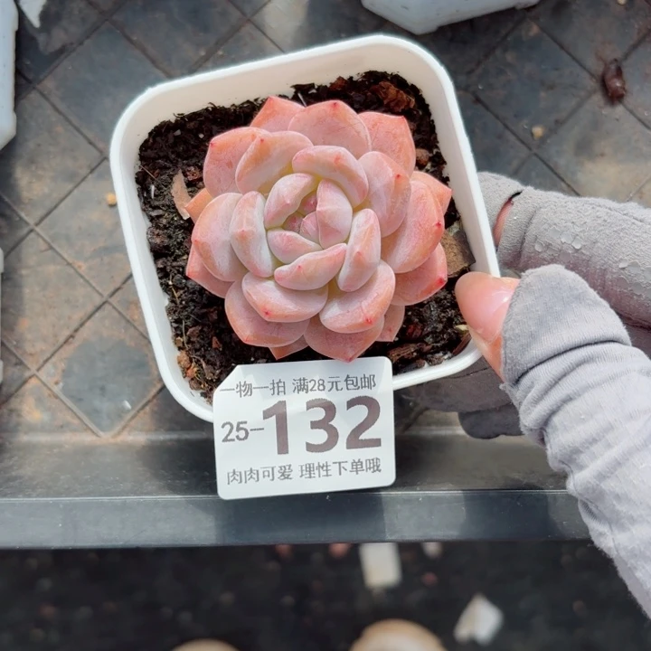 奶盖无盆土发货无盆土