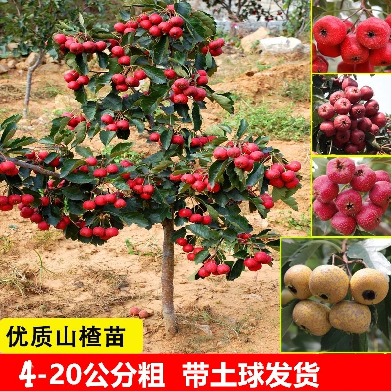 山楂树活苗特大甜红子山楂苗庭院地栽果树果苗南北方种植盆栽