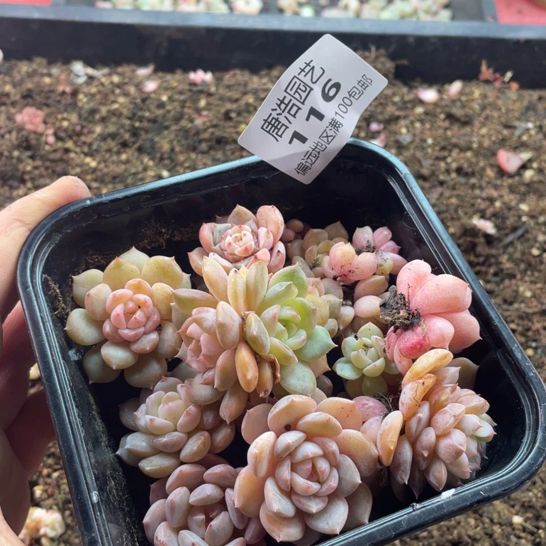 k***o油透珍妮一物一拍116..