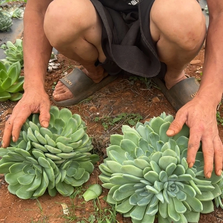 地挖大群生多肉植物两颗