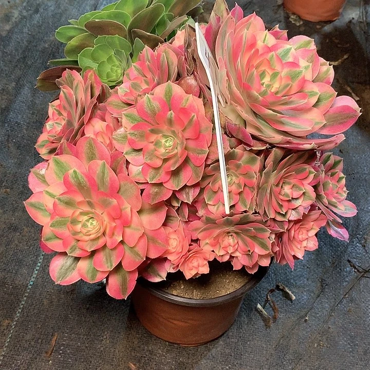 ?***?47多肉多肉多肉多肉多肉多肉