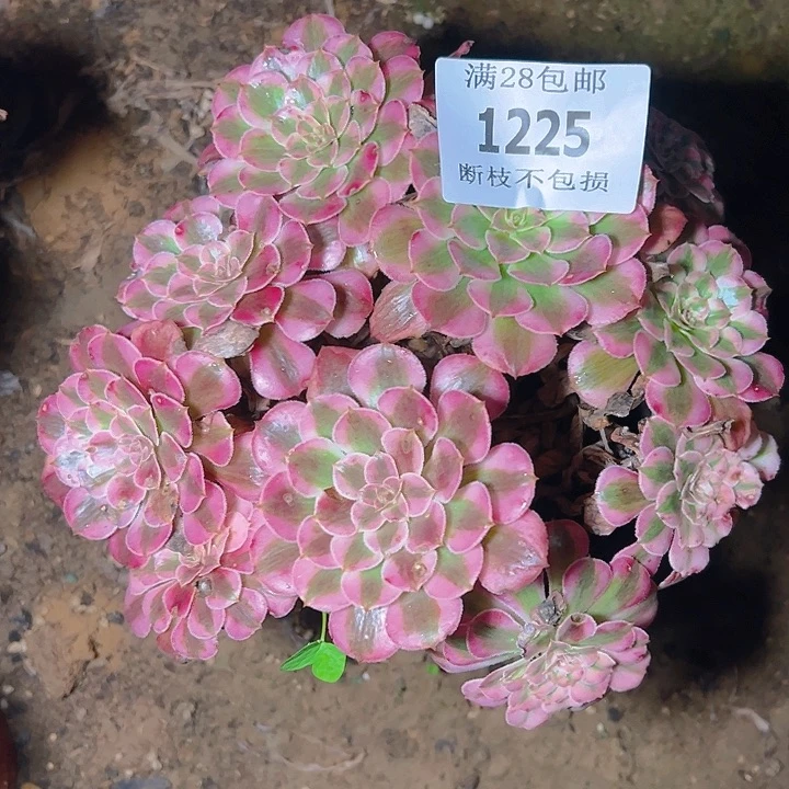 1225红铜白多肉植物