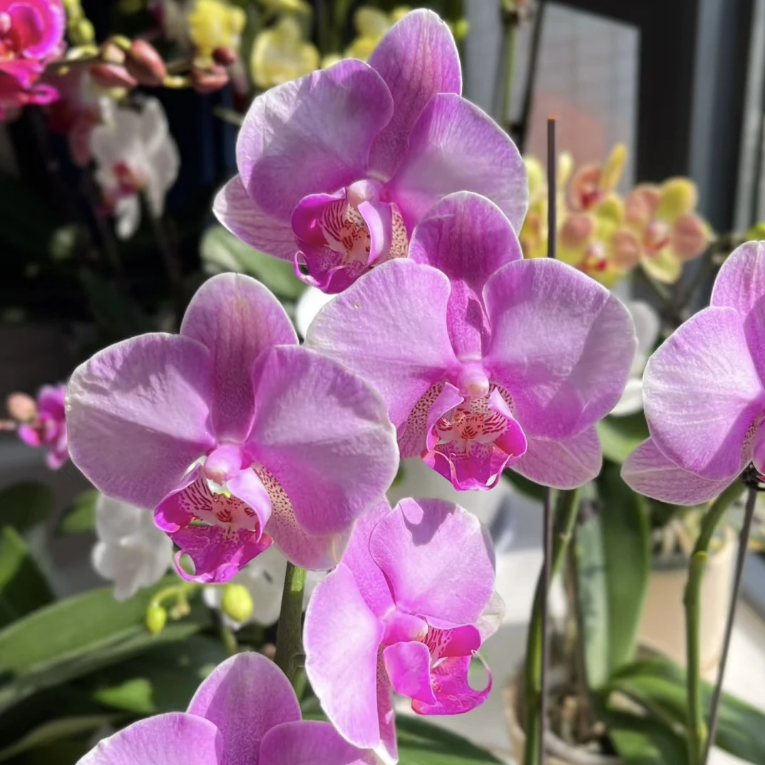 双梗月亮公主，金桔室内好养