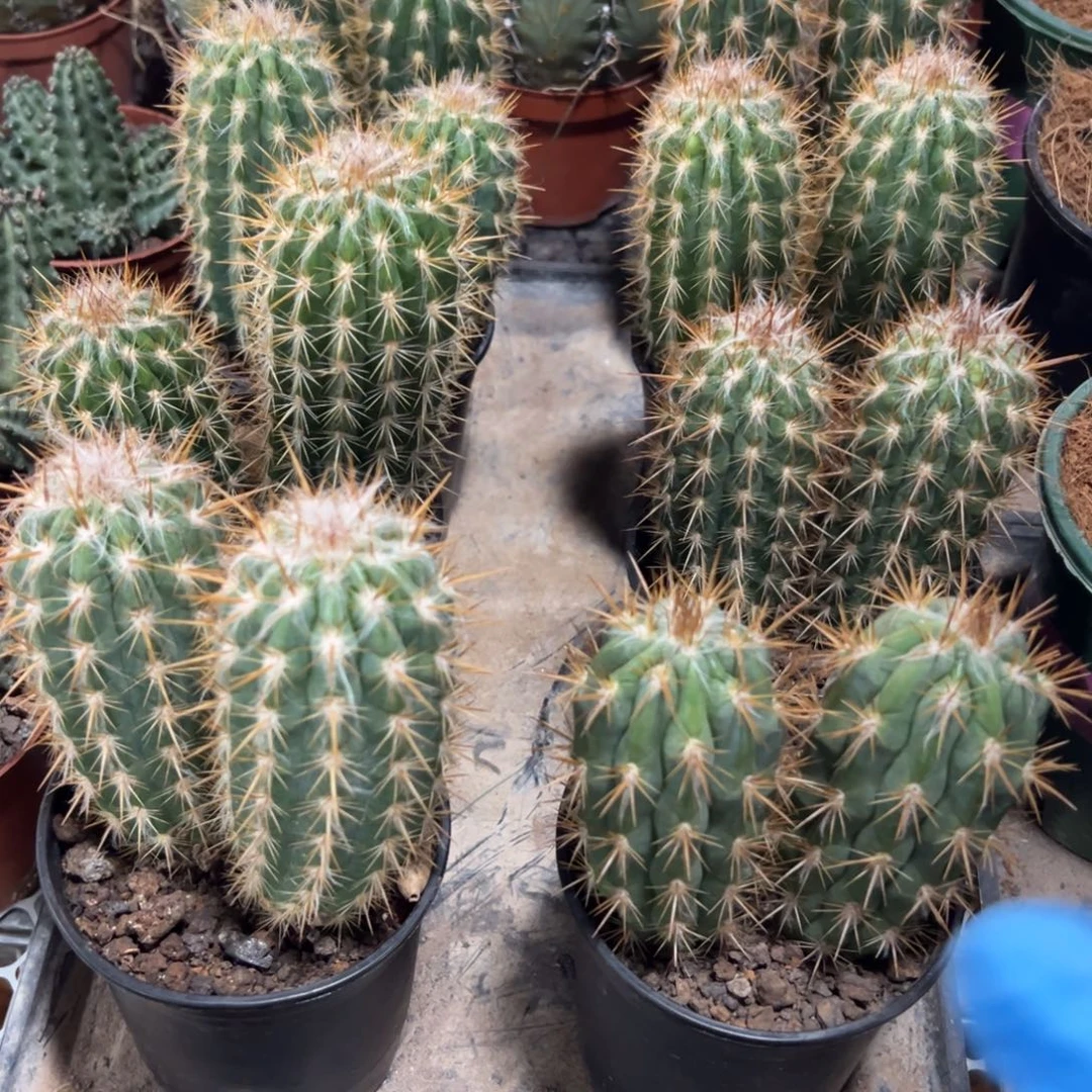 青衣柱双头随机一颗