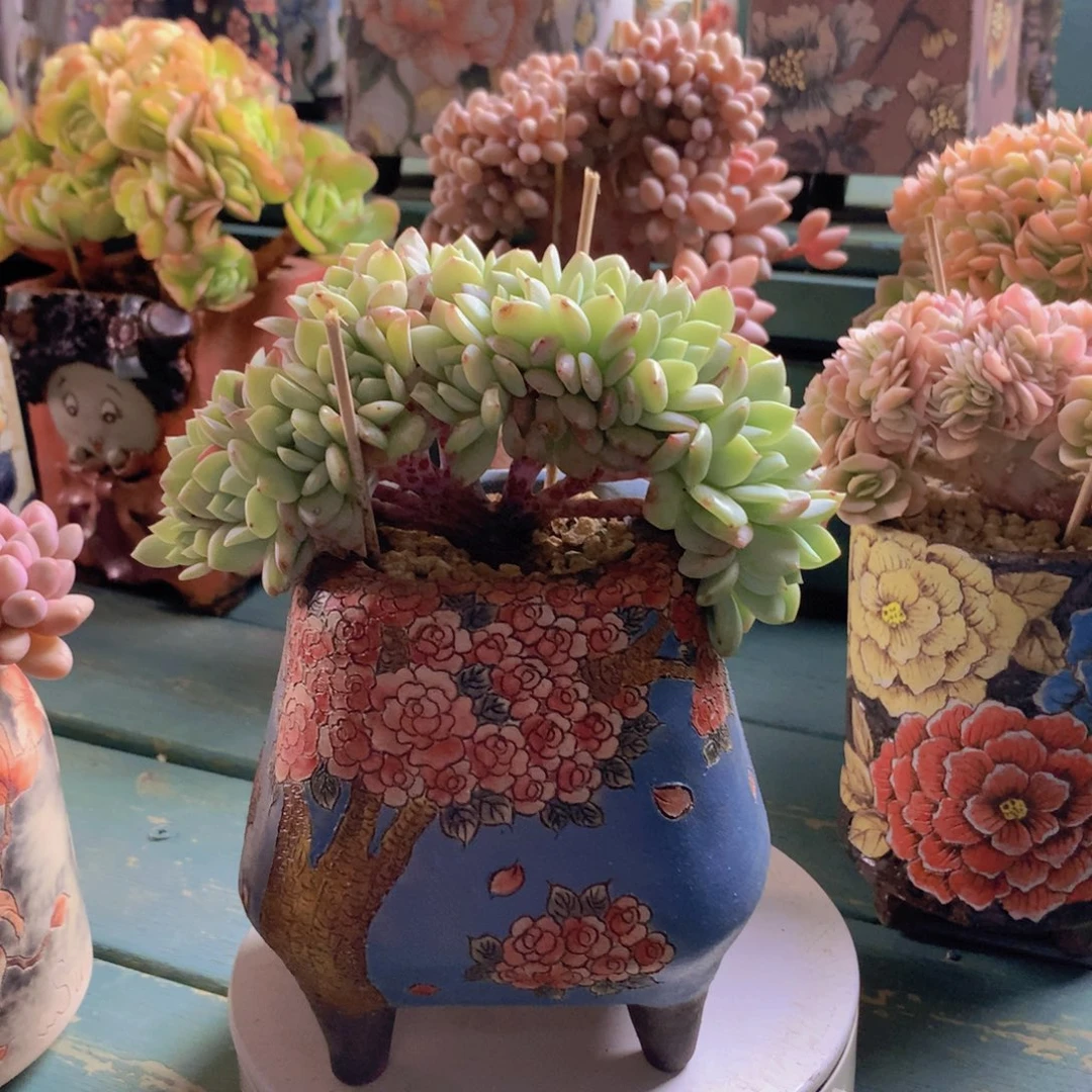 戴露露朵朵自然小树无砍