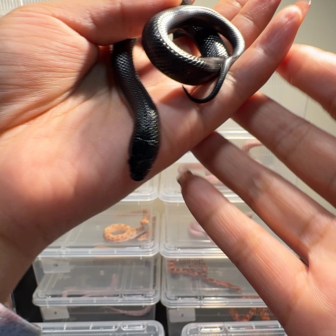 雨林蝎精品黑王蛇