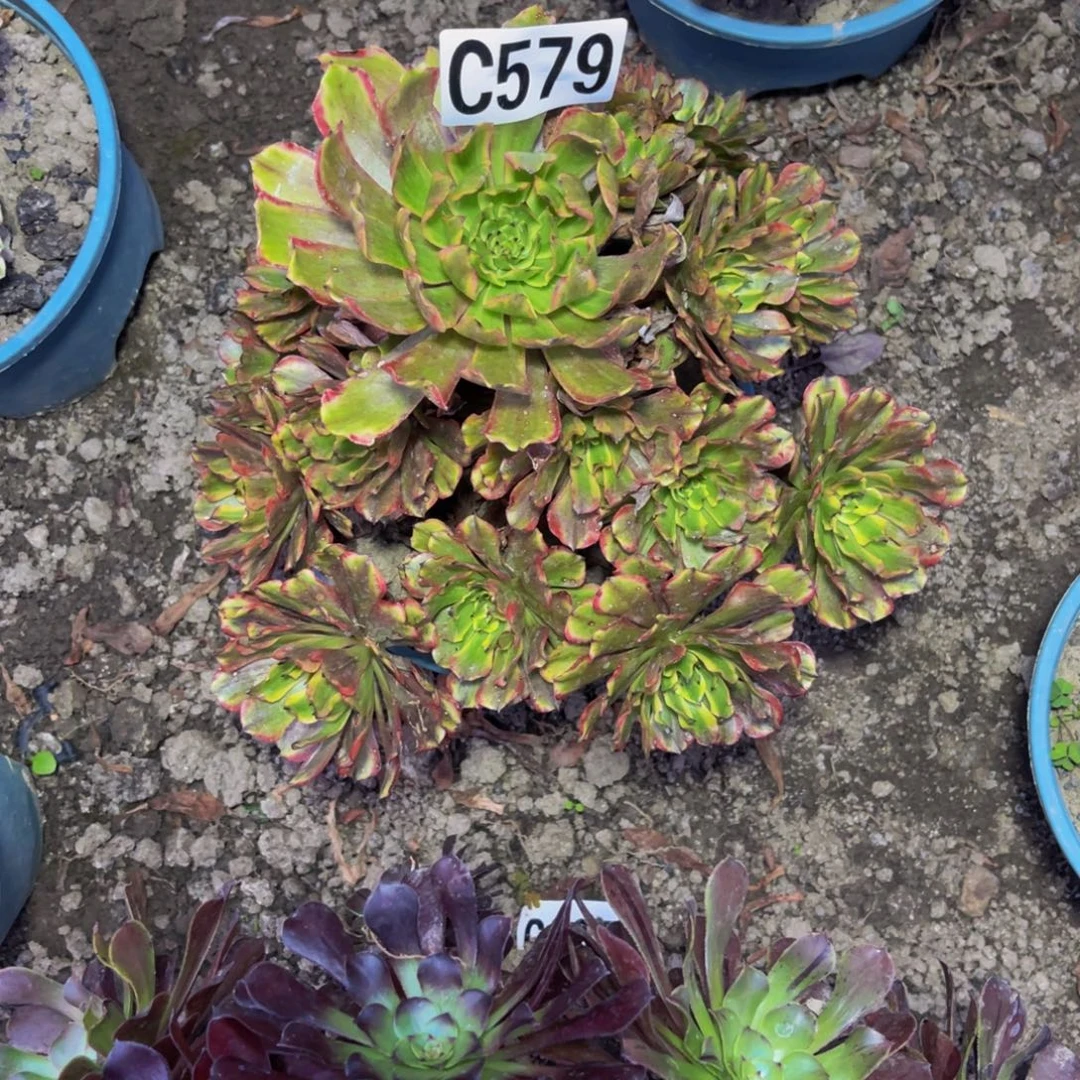 粉黛变异26//——40包邮