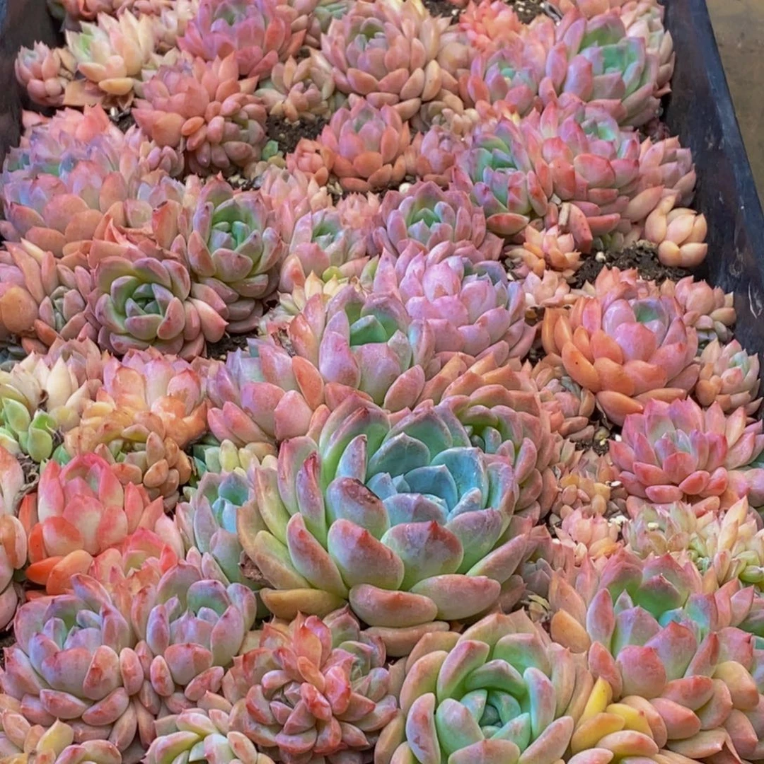 950多肉植物保护研究所所长助理研究员