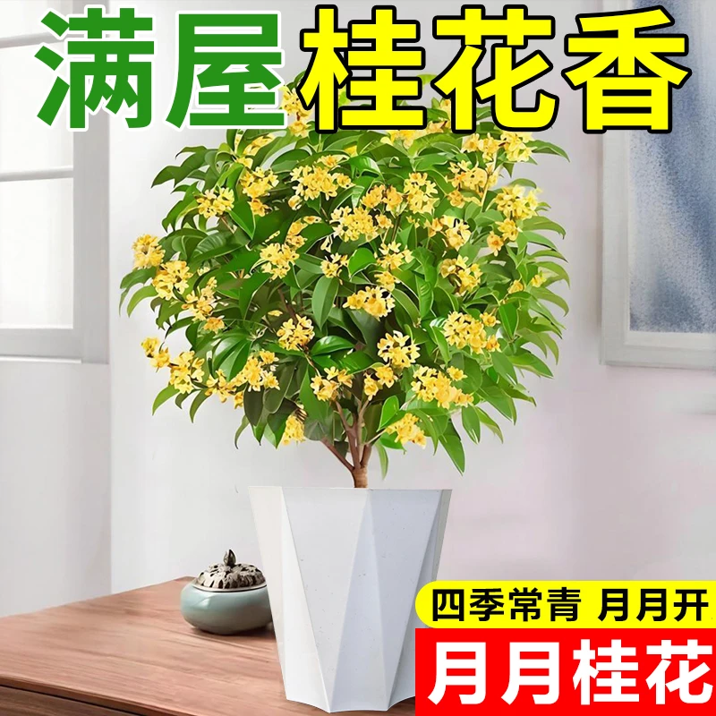 【今日福利 5年月月开花黄金桂花苗 带花苞 原盆带土】浓香花卉盆栽